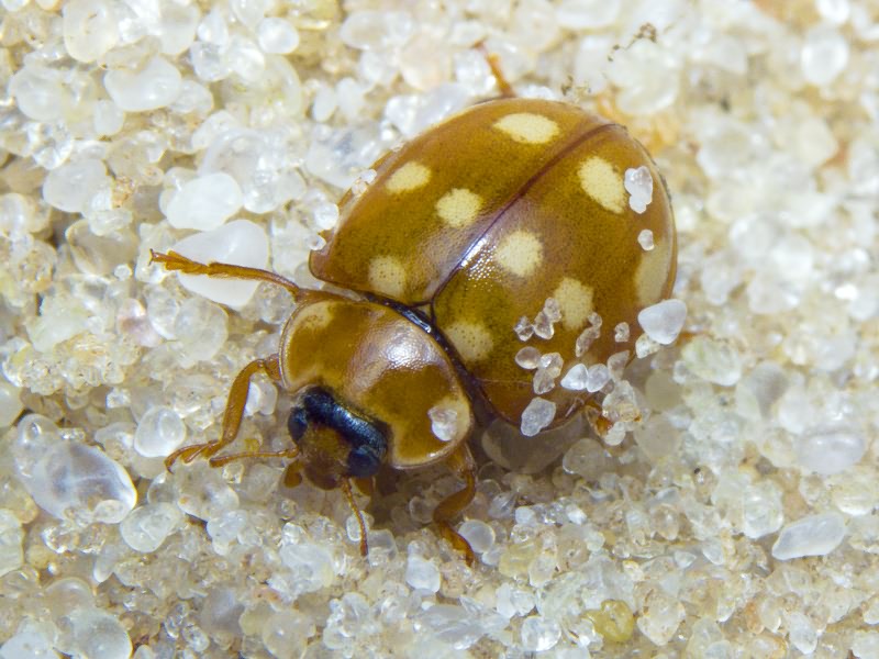 Calvia quatuordecimguttata (Linnaeus, 1758)